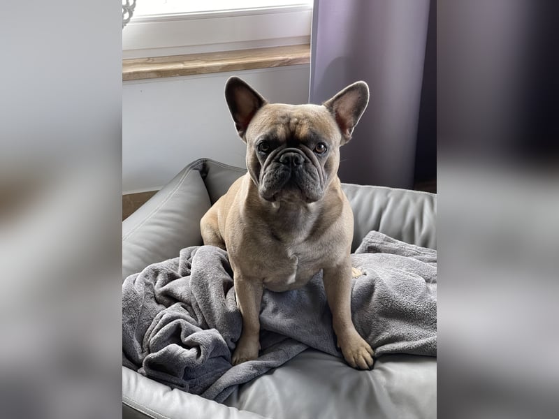 Französische Bulldogge Manfred (6J.)