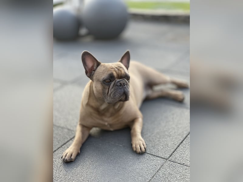 Französische Bulldogge Manfred (6J.)