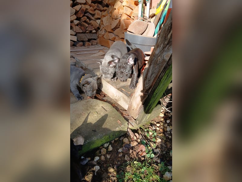 Französische Bulldogge  Welpe Hündin