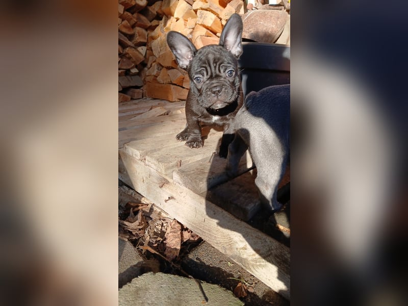 Französische Bulldogge  Welpe Hündin