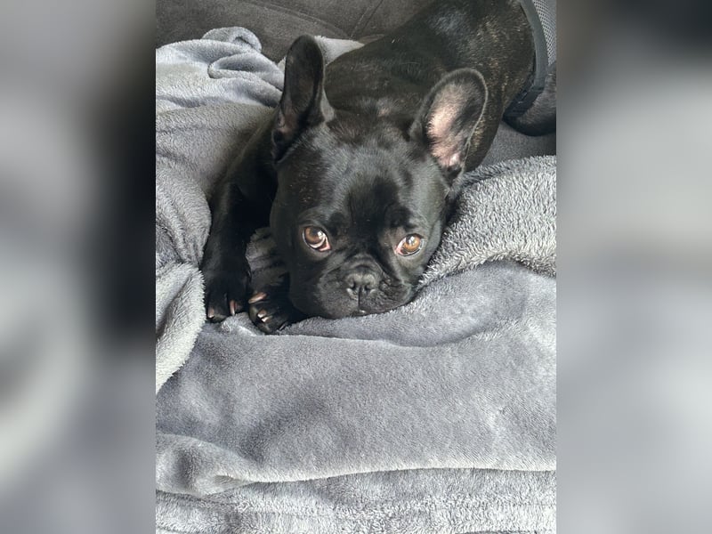 Französische Bulldogge