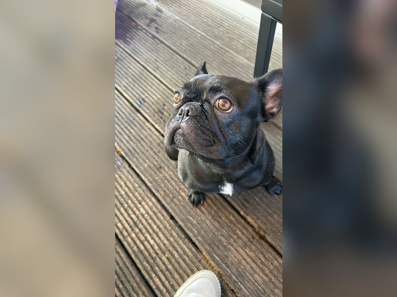Französische Bulldogge