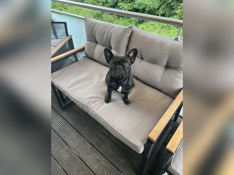 Französische Bulldogge