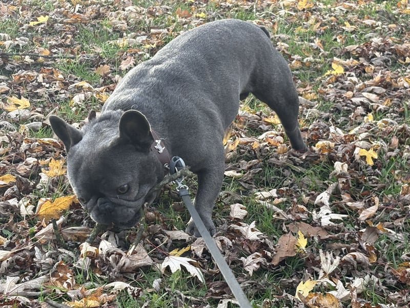 Französische Bulldogge rüde 1 Jahr