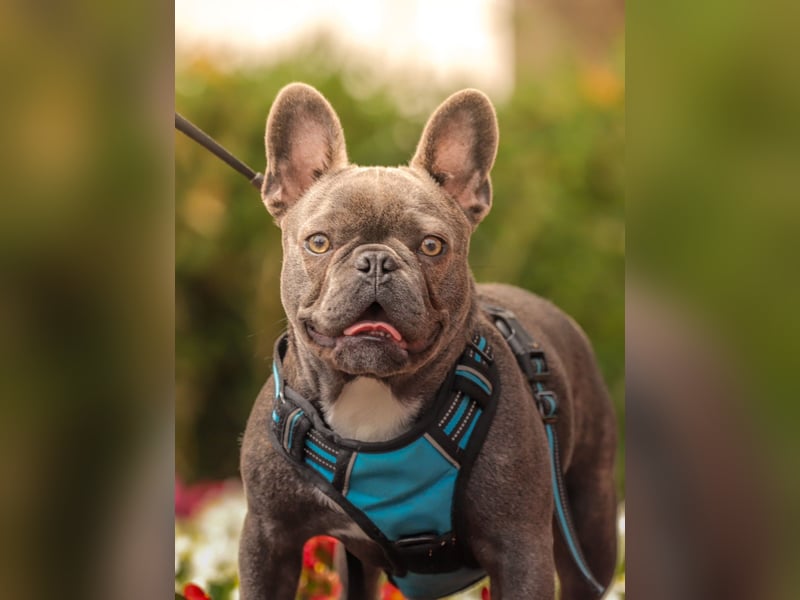 Französische Bulldogge rüde 1 Jahr