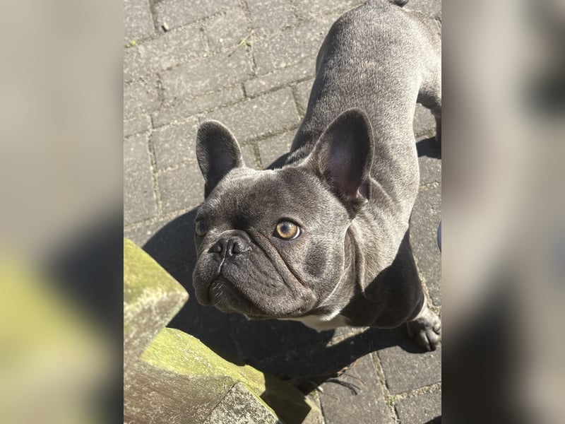 Französische Bulldogge rüde 1 Jahr