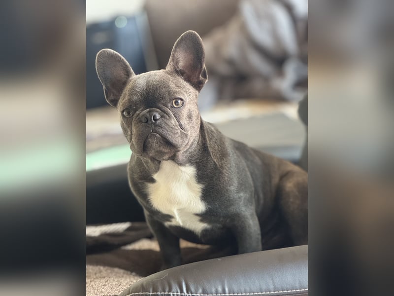 Französische Bulldogge rüde 1 Jahr