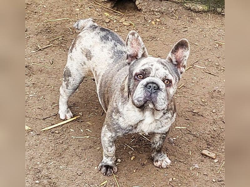 GERTI sucht ein warmes zuhause