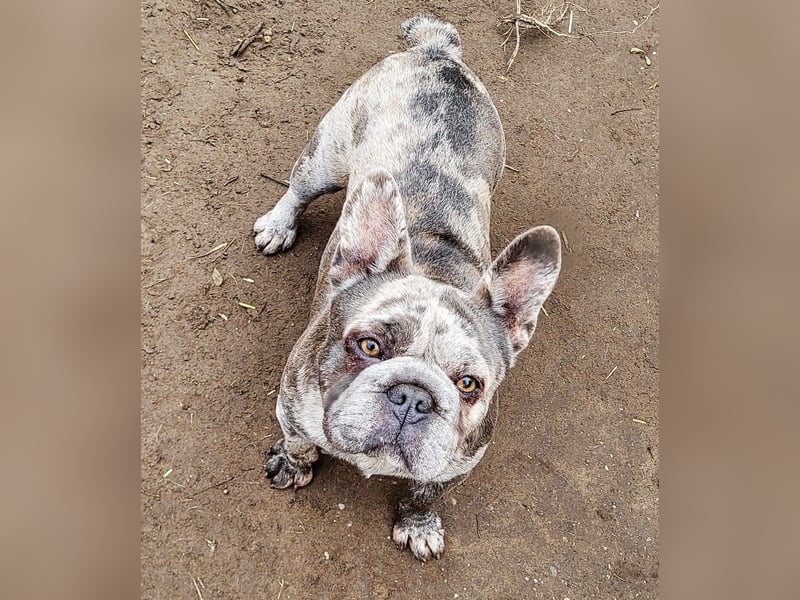 GERTI sucht ein warmes zuhause