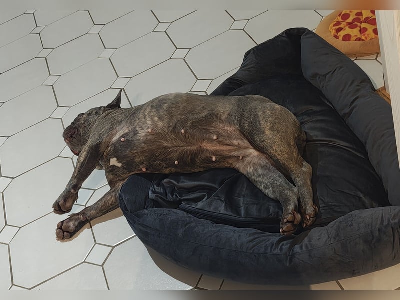 Französische Bulldoggen Hündin intakt, lilac brindle, sucht liebevolles Heim