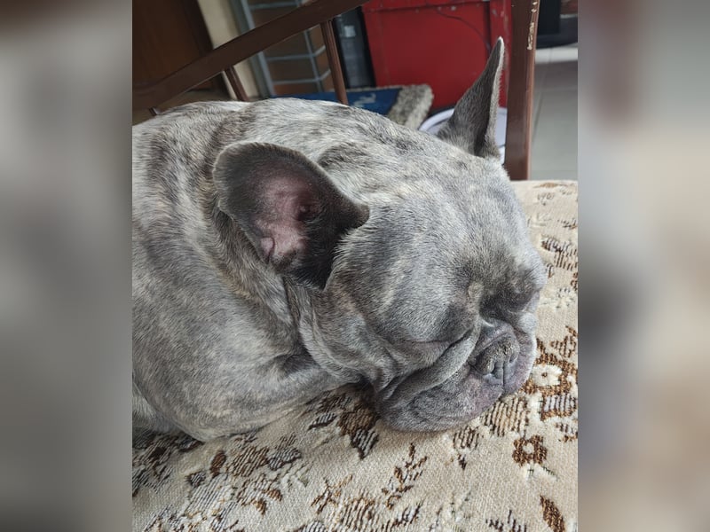 Französische Bulldoggen Hündin intakt, lilac brindle, sucht liebevolles Heim