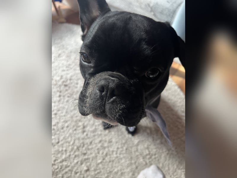 Französische Bulldogge
