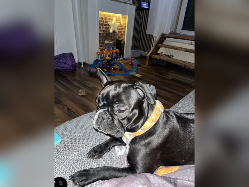 Französische Bulldogge