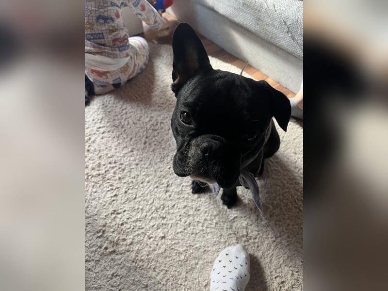Französische Bulldogge