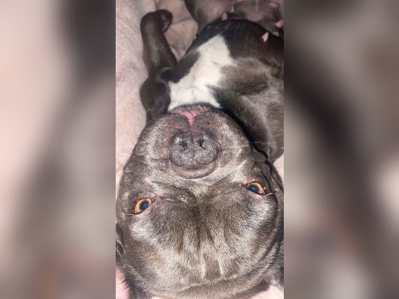 Französische Bulldogge Hündin