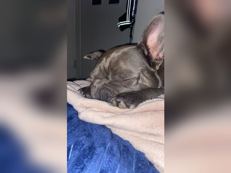 Französische Bulldogge Hündin