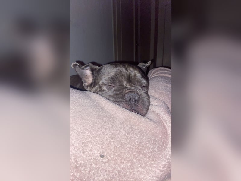 Französische Bulldogge Hündin