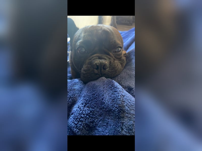 Fynn sucht dringend ein neues Zuhause