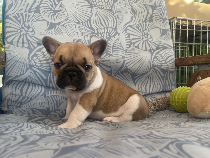 French bulldog