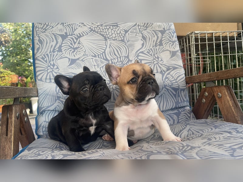 French bulldog