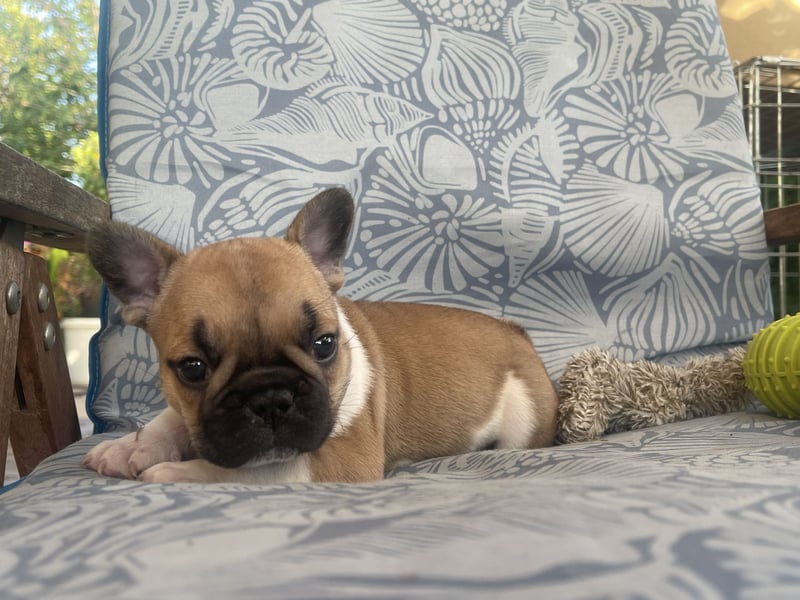 French bulldog