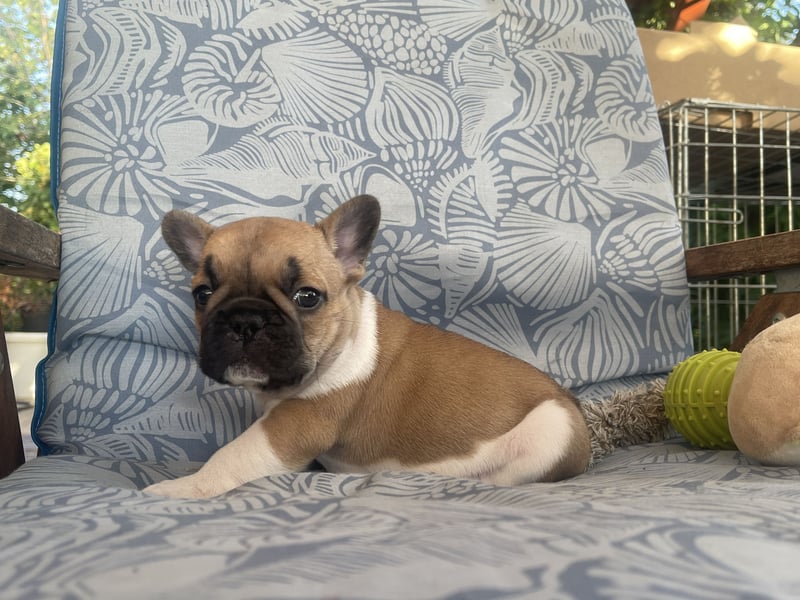 French bulldog