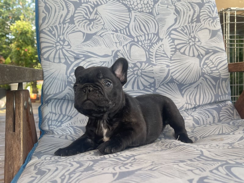French bulldog