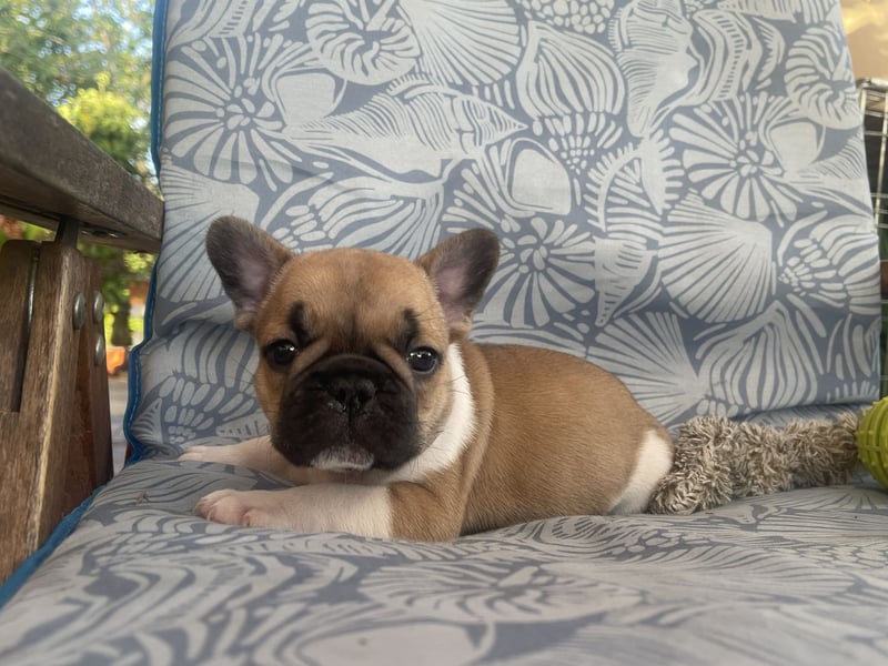 French bulldog