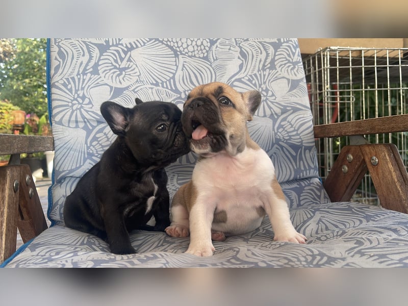 French bulldog