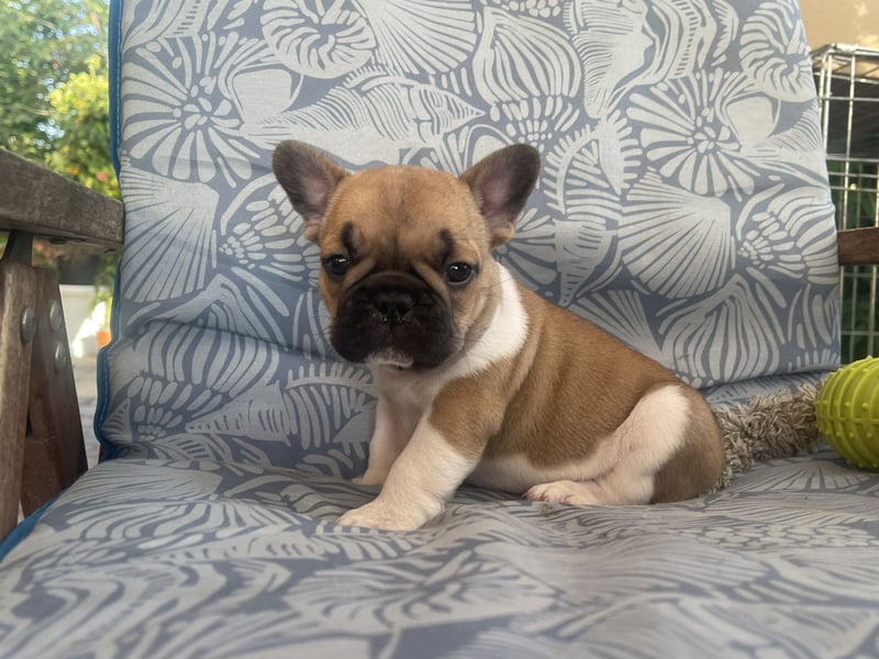 French bulldog
