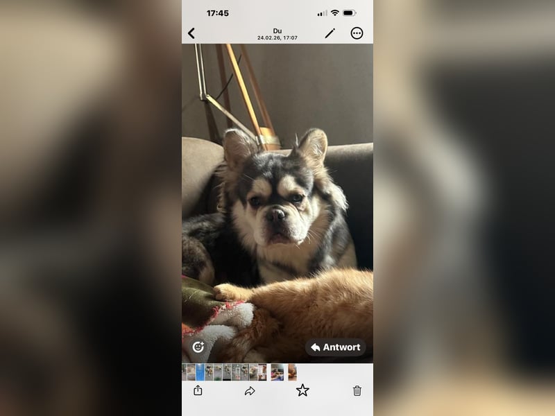Fluffy French Bulldog Junior sucht liebevolles Zuhause