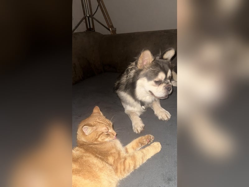 Fluffy French Bulldog Junior sucht liebevolles Zuhause