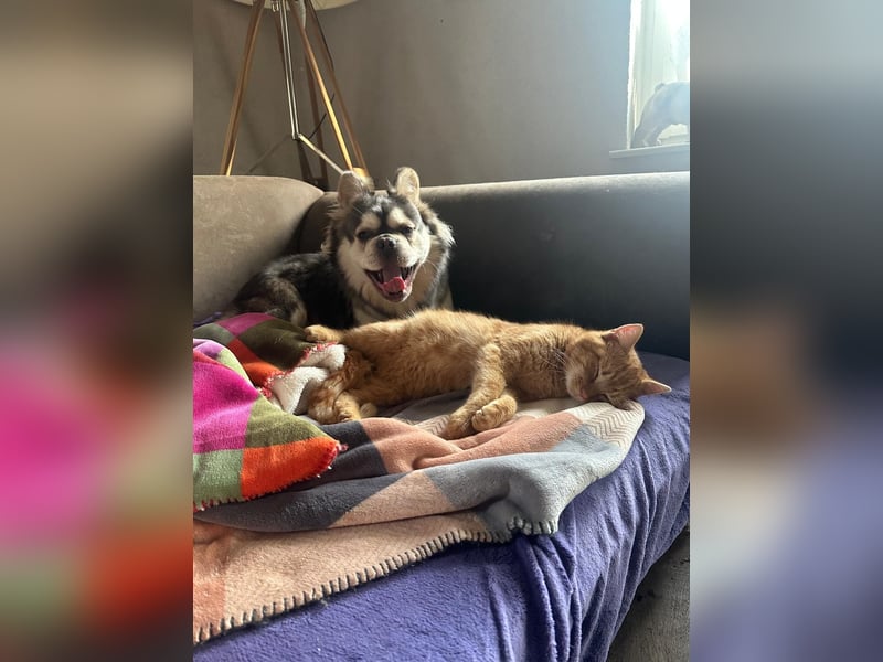 Fluffy French Bulldog Junior sucht liebevolles Zuhause