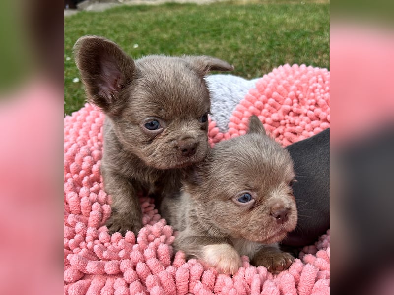 3 wunderschöne Französische Bulldoggen in Fluffy oder Kurzhaar