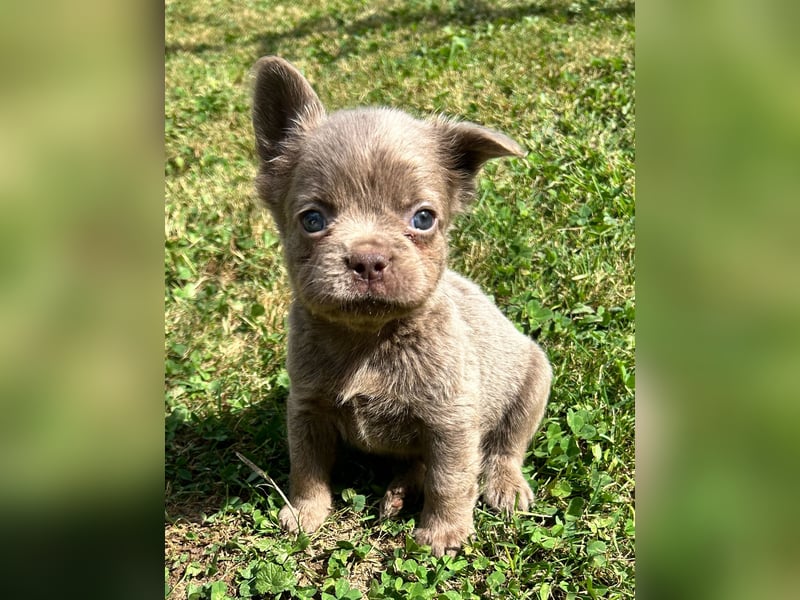 3 wunderschöne Französische Bulldoggen in Fluffy oder Kurzhaar