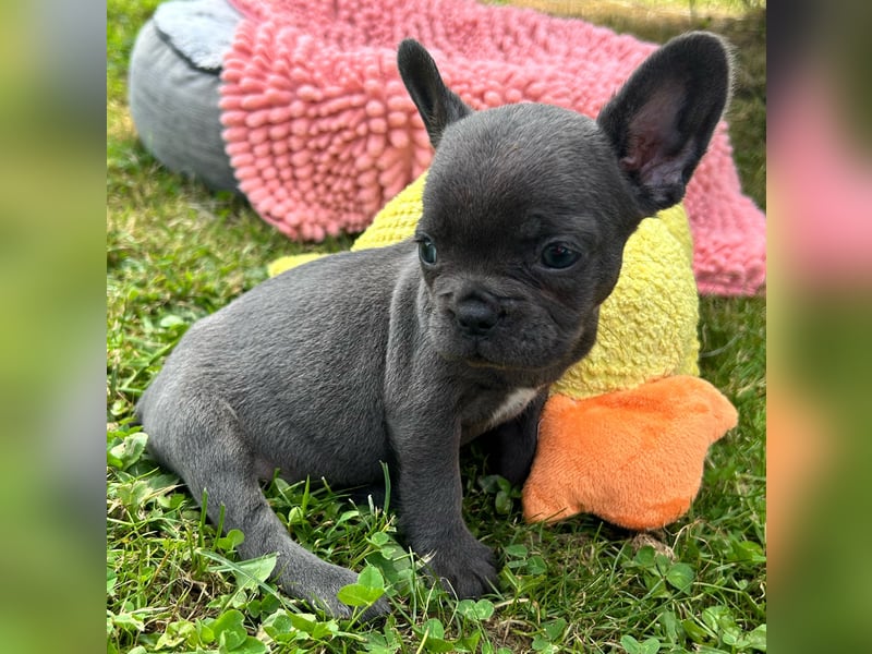 3 wunderschöne Französische Bulldoggen in Fluffy oder Kurzhaar