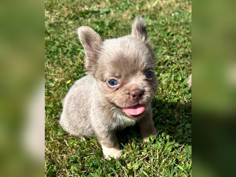 3 wunderschöne Französische Bulldoggen in Fluffy oder Kurzhaar