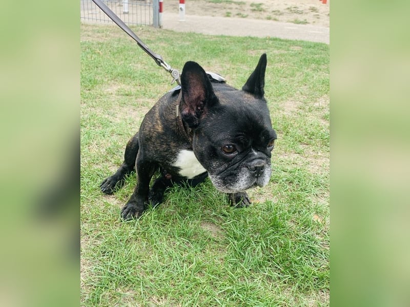 Französische Bulldogge Roko
