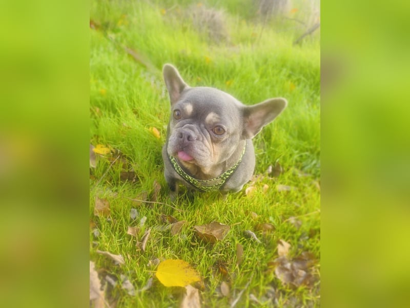 Französische Bulldogge Giselle