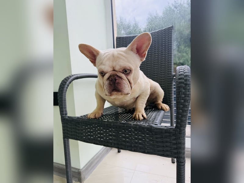 Hans eine französische Bulldogge