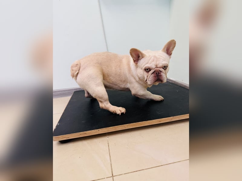 Hans eine französische Bulldogge