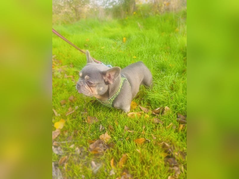 Französische Bulldogge Giselle