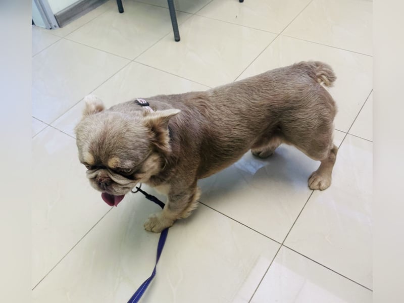 Französische Bulldogge Donny