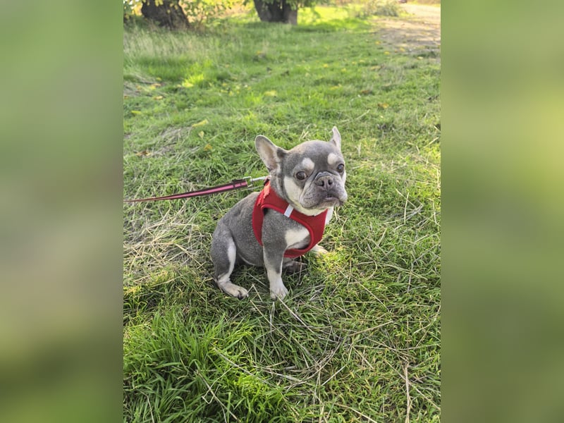 Französische Bulldogge Barballa