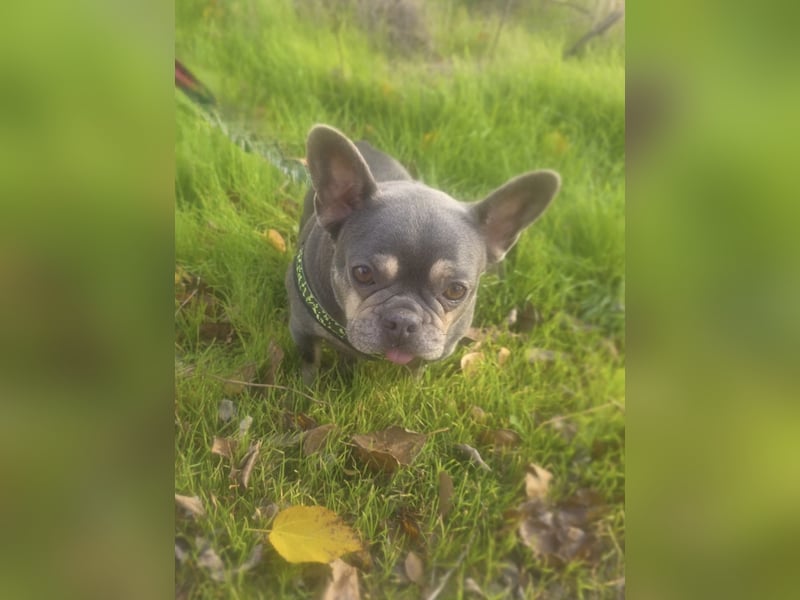Französische Bulldogge Giselle