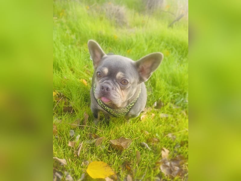 Französische Bulldogge Giselle