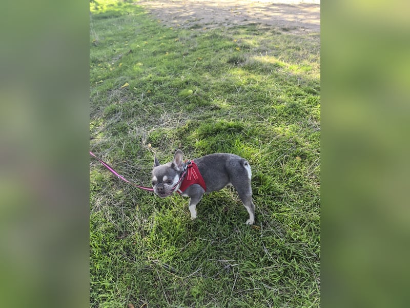 Französische Bulldogge Barballa