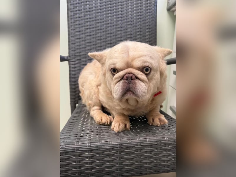 Französische Bulldogge ein kleiner Fluffy