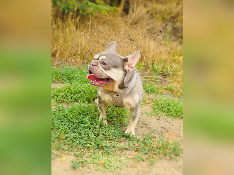 Französisches Bulldoggen Mädchen Bunny