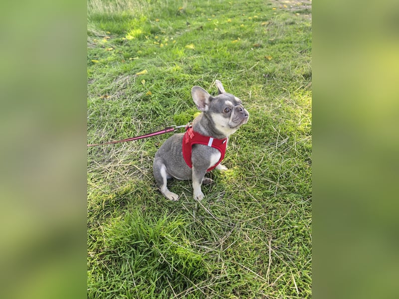 Französische Bulldogge Barballa